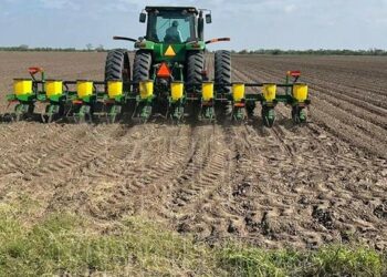 Dan “luz verde” al sorgo de Tamaulipas en programa “Cosechando Soberanía” para ciclo otoño-invierno 25/26