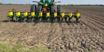 Dan “luz verde” al sorgo de Tamaulipas en programa “Cosechando Soberanía” para ciclo otoño-invierno 25/26