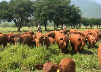 Aplicarán 800 millones a cadena productiva de carne en Tamaulipas, tras cierre de frontera por EU