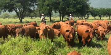 Aplicarán 800 millones a cadena productiva de carne en Tamaulipas, tras cierre de frontera por EU