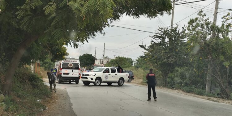 Enjambre ataca a seis personas