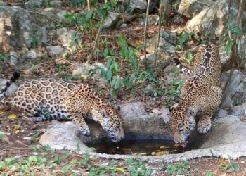 Libera Comisión de Parques y Biodiversidad a cinco jaguares en Tamaulipas