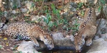 Libera Comisión de Parques y Biodiversidad a cinco jaguares en Tamaulipas
