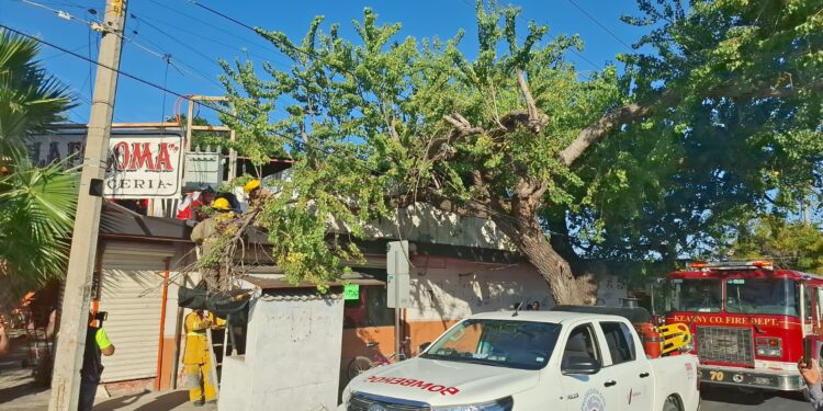 Cortar árbol por poco le cuesta la vida