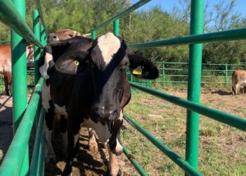 Impulsan la reproducción asistida para bovinos de leche en Aldama, Tamaulipas