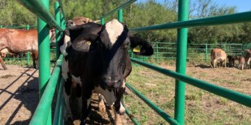 Impulsan la reproducción asistida para bovinos de leche en Aldama, Tamaulipas
