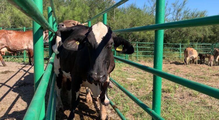 Impulsan la reproducción asistida para bovinos de leche en Aldama, Tamaulipas