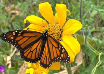 Facilita Tamaulipas migración de la mariposa monarca: CPBT