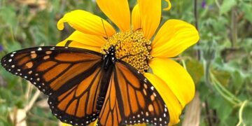 Facilita Tamaulipas migración de la mariposa monarca: CPBT