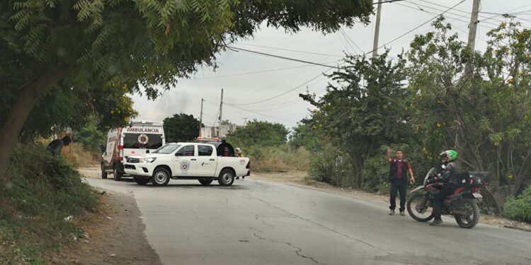 Enjambre ataca a seis personas