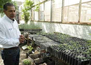 Implementa la UAT manejo sustentable del maguey mezcalero en Miquihuana