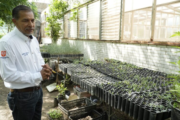 Implementa la UAT manejo sustentable del maguey mezcalero en Miquihuana