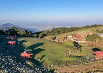 Pino Solo en Ciudad Victoria, un tesoro natural en la parte alta de la Sierra Madre Oriental