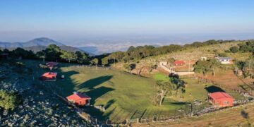 Pino Solo en Ciudad Victoria, un tesoro natural en la parte alta de la Sierra Madre Oriental