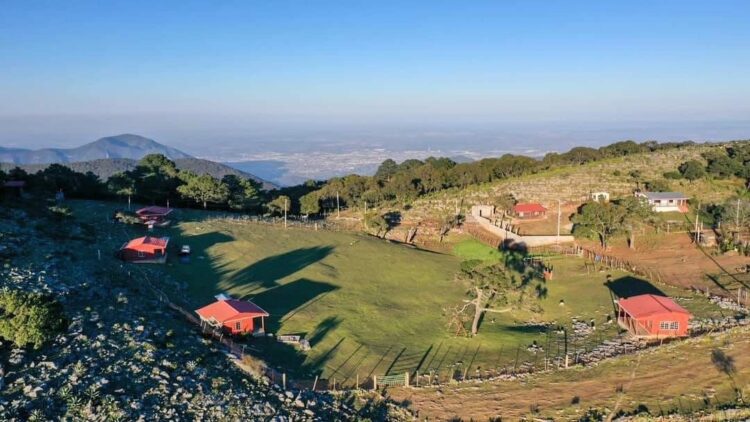 Pino Solo en Ciudad Victoria, un tesoro natural en la parte alta de la Sierra Madre Oriental