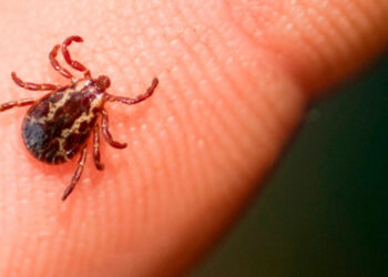 Primer caso mortal por alergia a carne roja en EE.UU.