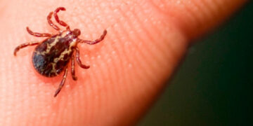 Primer caso mortal por alergia a carne roja en EE.UU.