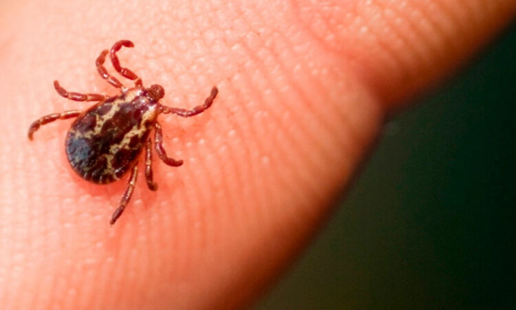 Primer caso mortal por alergia a carne roja en EE.UU.