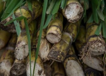 Aranceles al azúcar buscan proteger al campo