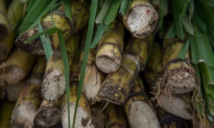 Aranceles al azúcar buscan proteger al campo