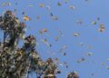 Arriba a Tamaulipas la mariposa Monarca