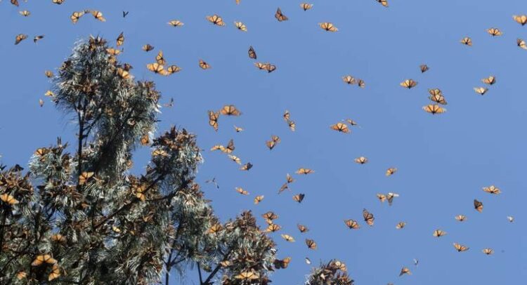 Arriba a Tamaulipas la mariposa Monarca