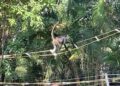 “Liberan” monos araña dentro de Tamatán