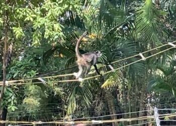“Liberan” monos araña dentro de Tamatán