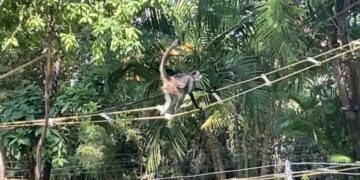“Liberan” monos araña dentro de Tamatán