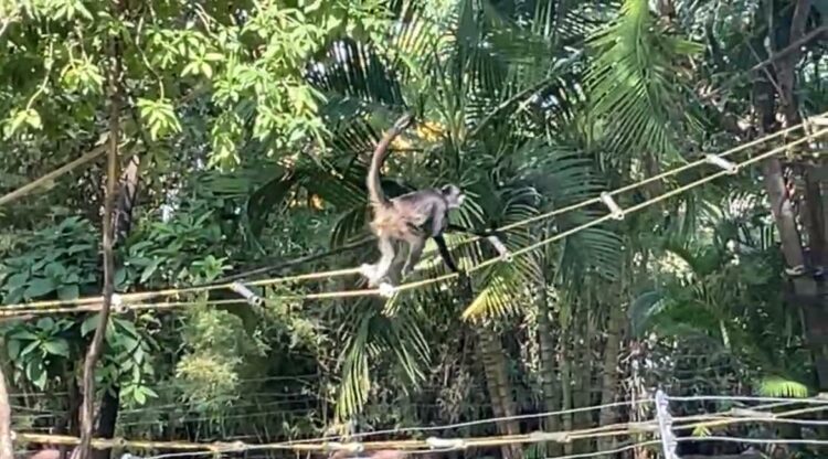 “Liberan” monos araña dentro de Tamatán