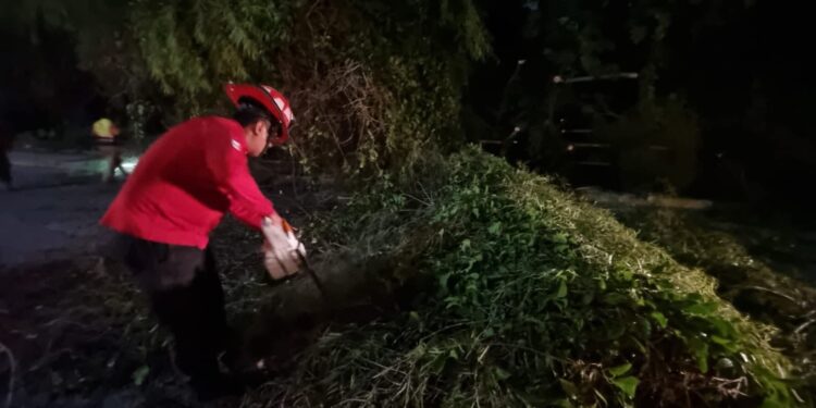 Vientos derriban árbol