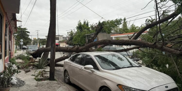Saldo de daños en Victoria: Vientos del Frente Frío 25 derriban árboles, postes y semáforos