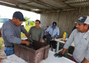 Refuerzan acciones de sanidad en unidades de producción acuícola en Soto la Marina