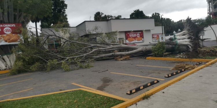 Saldo de daños en Victoria: Vientos del Frente Frío 25 derriban árboles, postes y semáforos