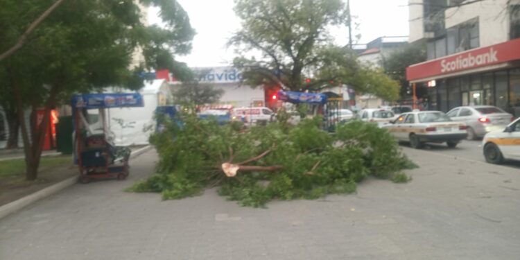 Saldo de daños en Victoria: Vientos del Frente Frío 25 derriban árboles, postes y semáforos