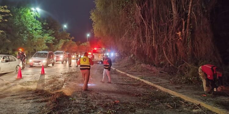 Vientos derriban árbol