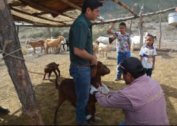 Realizan barrido sanitario a ganado caprino del altiplano tamaulipeco
