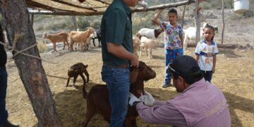 Realizan barrido sanitario a ganado caprino del altiplano tamaulipeco
