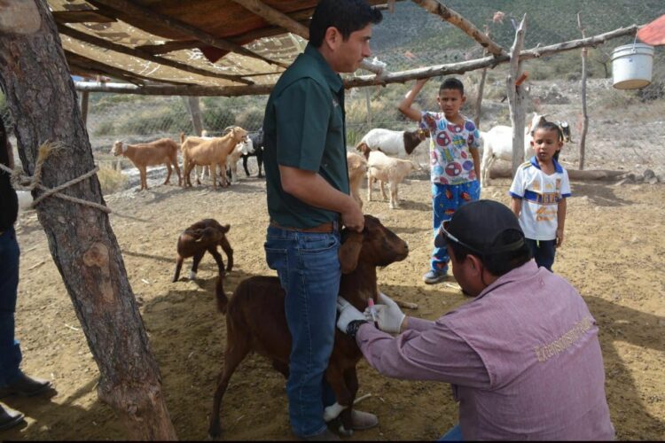 Realizan barrido sanitario a ganado caprino del altiplano tamaulipeco