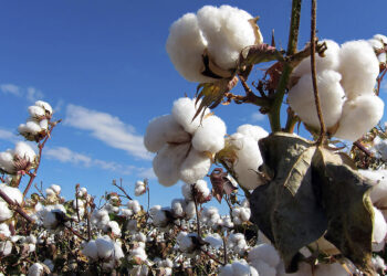 Destacan resultados positivos del Programa Binacional México-EU contra plagas del algodón