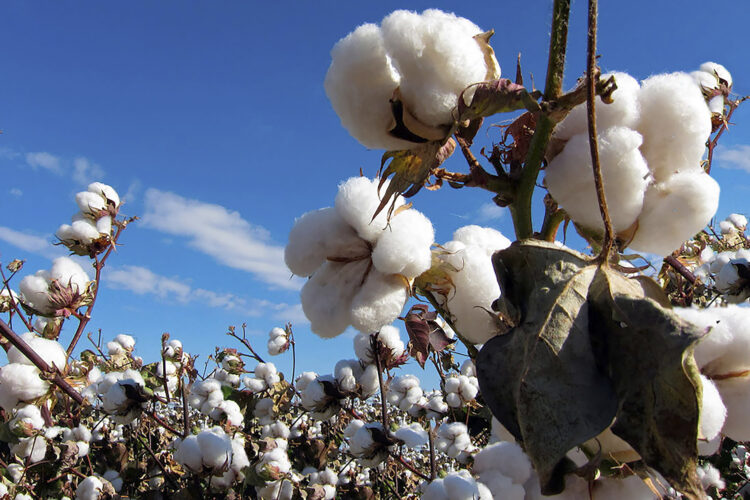 Destacan resultados positivos del Programa Binacional México-EU contra plagas del algodón