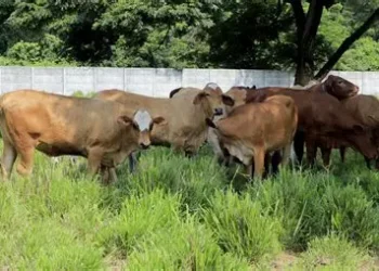 Gusano Barrenador del Ganado toca puerta en Tamaulipas; brote en Tantoyuca, Veracruz