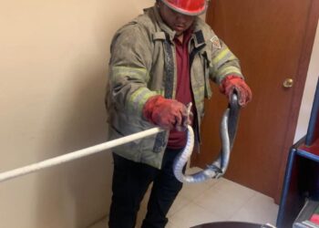 Atrapa Protección Civil víbora en Fraccionamiento Almendros