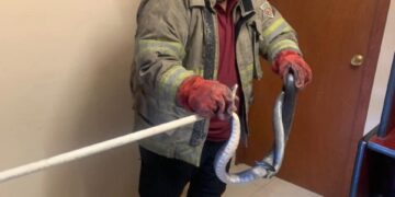 Atrapa Protección Civil víbora en Fraccionamiento Almendros