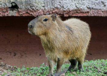 Llega una pareja de  capibaras al Zoológico Tamatán