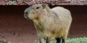 Llega una pareja de  capibaras al Zoológico Tamatán