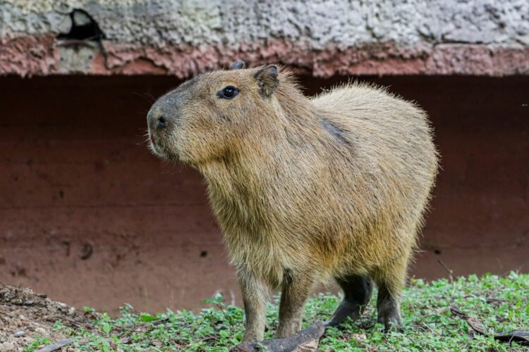 Llega una pareja de  capibaras al Zoológico Tamatán