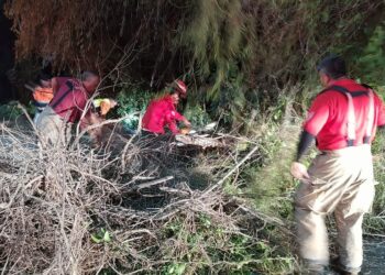 Vientos derriban árbol