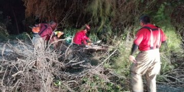 Vientos derriban árbol