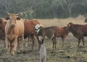 Detectan primer caso de gusano barrenador en Tamaulipas; un becerro en rancho de Llera